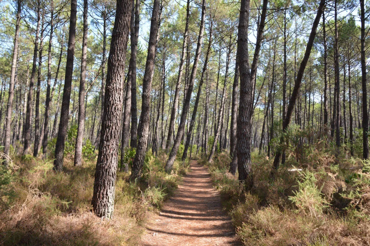 Un sentier sablonneux traversant la forêt de pins