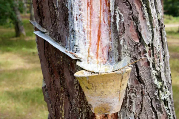 De la résine de pin recueillie dans son pot