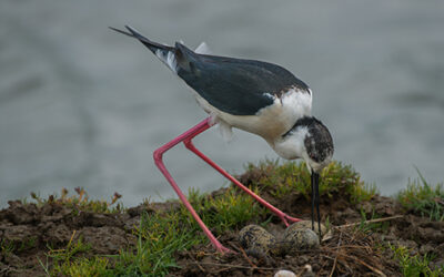 Mercredi 29 mars 2023 : Parc ornithologique du Teich