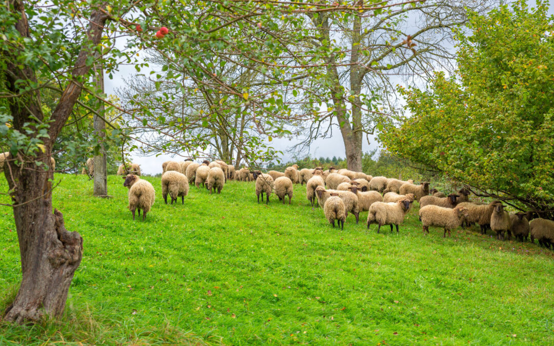 Yoga et randonnée facile en vallée de Campan