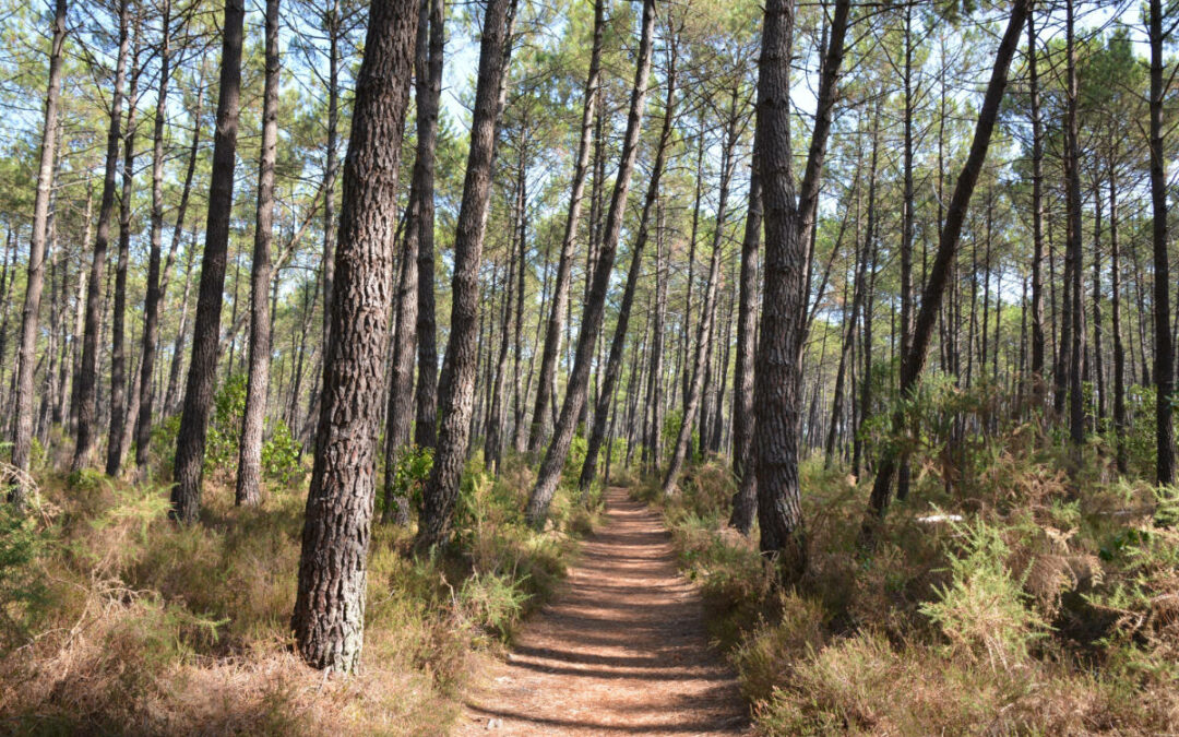 Le gemmage et forêt de Lège